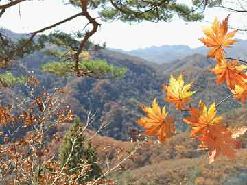 最準(zhǔn)一肖一碼一一子中特7955016期 05-26-03-12-32-49T：08,探索最準(zhǔn)一肖一碼，解讀彩票中的神秘?cái)?shù)字與生肖魅力