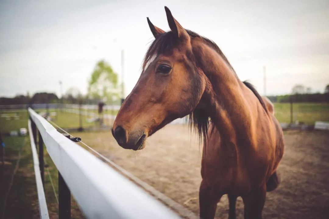 今晚澳門特馬開什么今晚四不像,今晚澳門特馬揭曉，四不像的奇幻世界