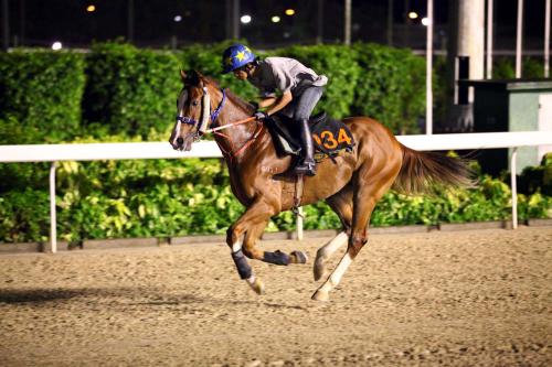 2025今晚澳門開特馬四不像,探索澳門特馬文化，四不像的魅力與未來展望