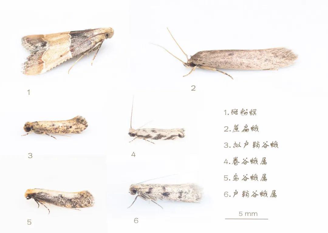 澳門最精準龍門蠶的資料047期 07-17-19-30-32-45Z：22,澳門最精準龍門蠶的資料解析，047期龍門蠶的秘密與數字背后的故事